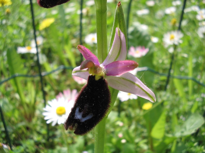 Ophrys bertolonii Moretti